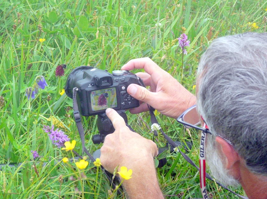 Bombus sp. su orchidea Nigritella rhellicani Monte Zugna (TN) luglio 2013